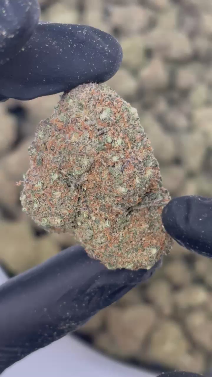 (ZKT)Gorilla Mandarina CALI
