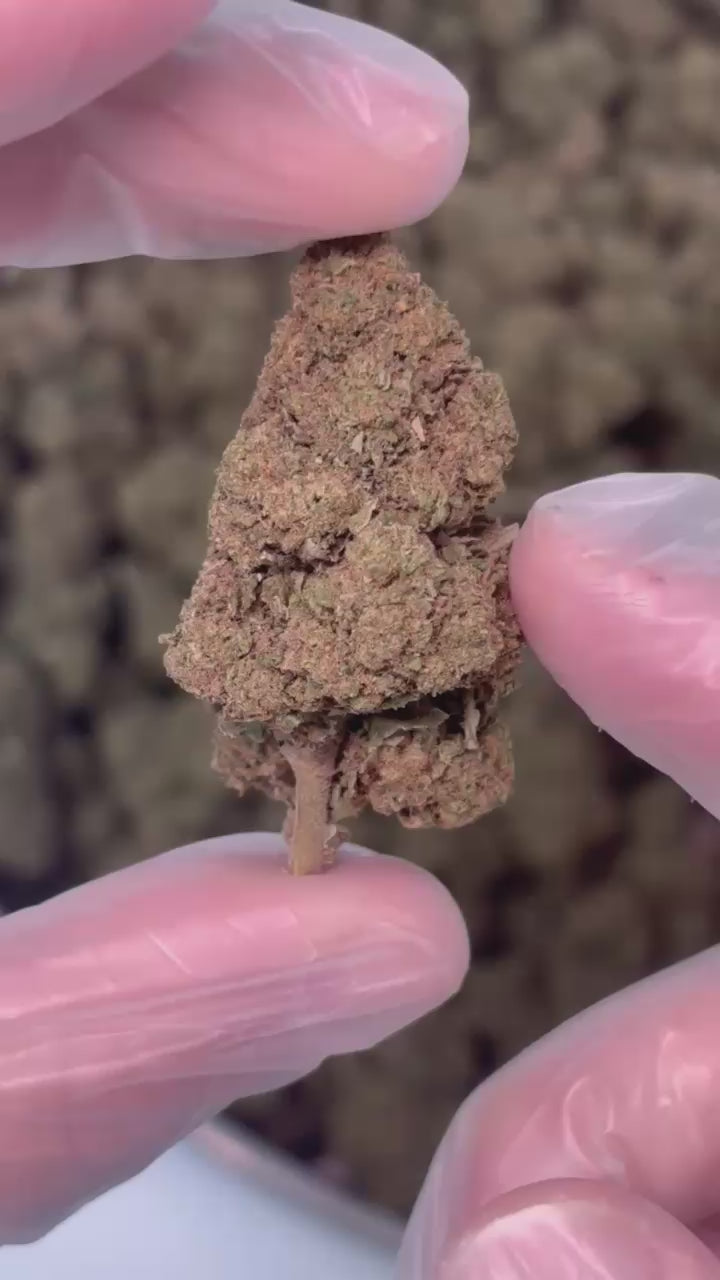 Caramel Candy